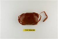 藏品(隆背瓢蟹)的圖片